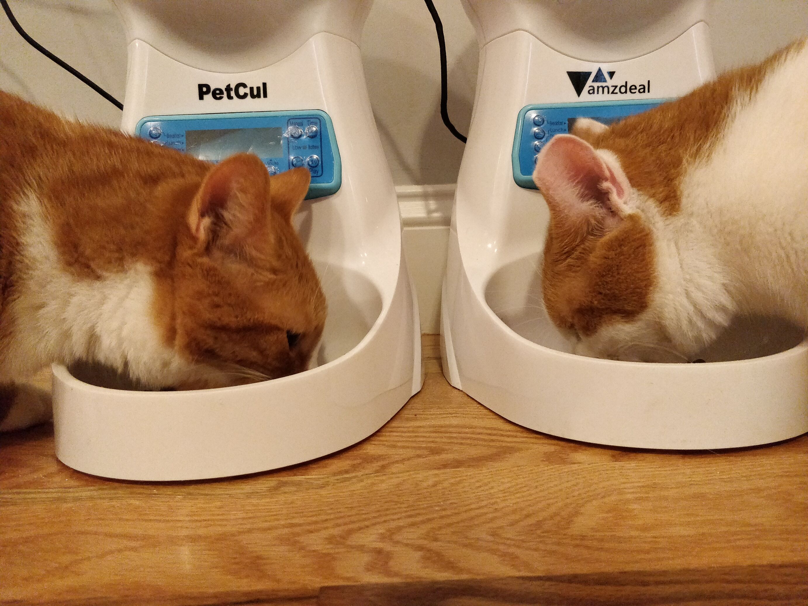 cat 1 and 2 eating happily side by side