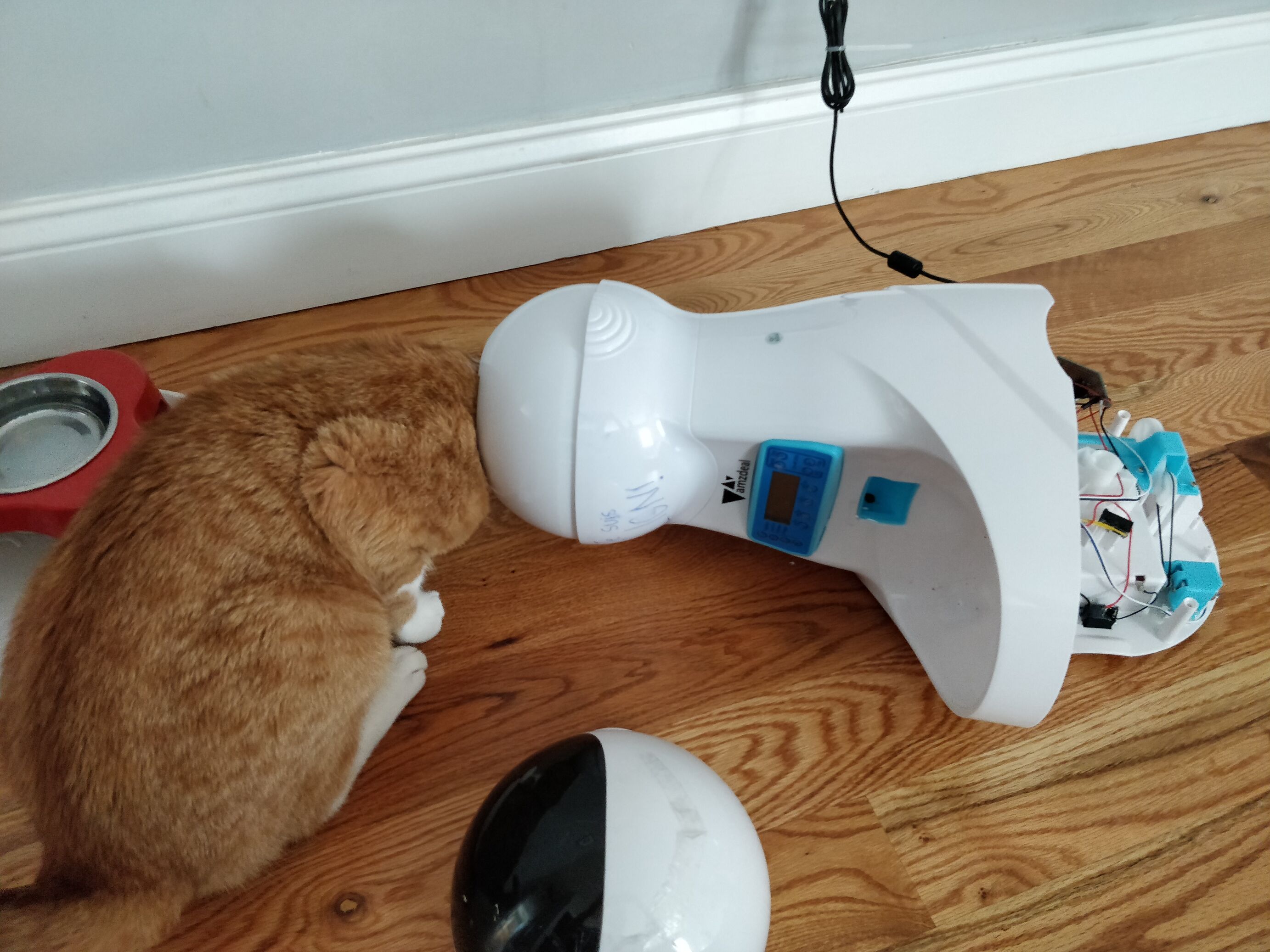 cat 1 performing a sniff test