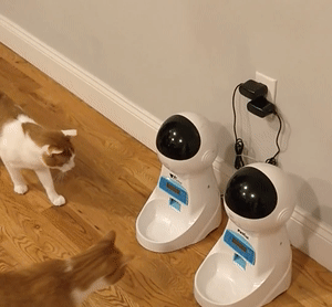 race conditions: cat 2 eats both meals while the cat 1 watches, dumbfounded